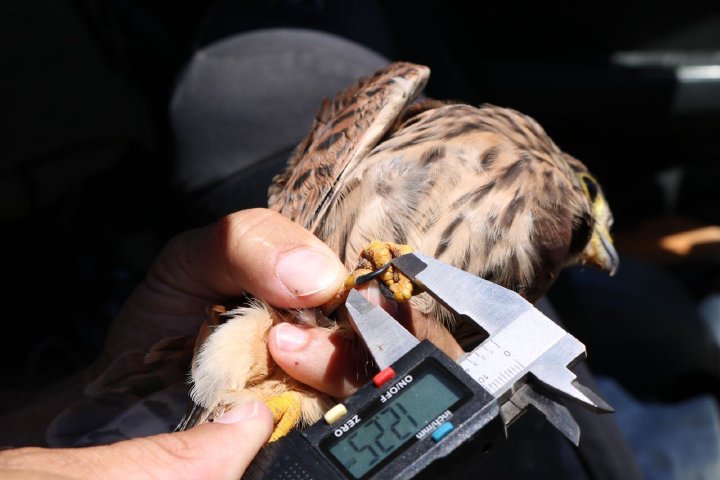 Biometric measurement of a kestrel with callipers