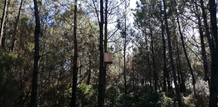 Artificial nest box on a pine tree