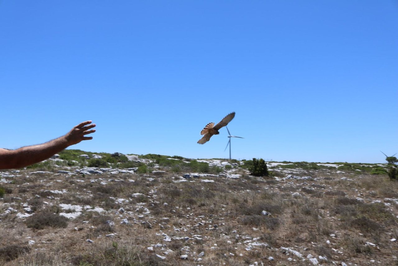 Release of a common kestrel near the wind power plant
