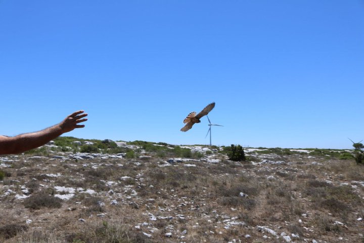 Common kestrel released near a wind turbine