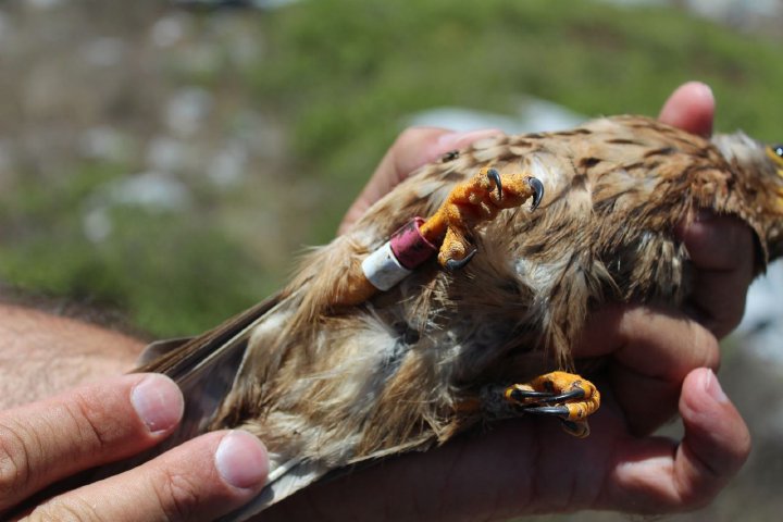 Common kestrel being ringed