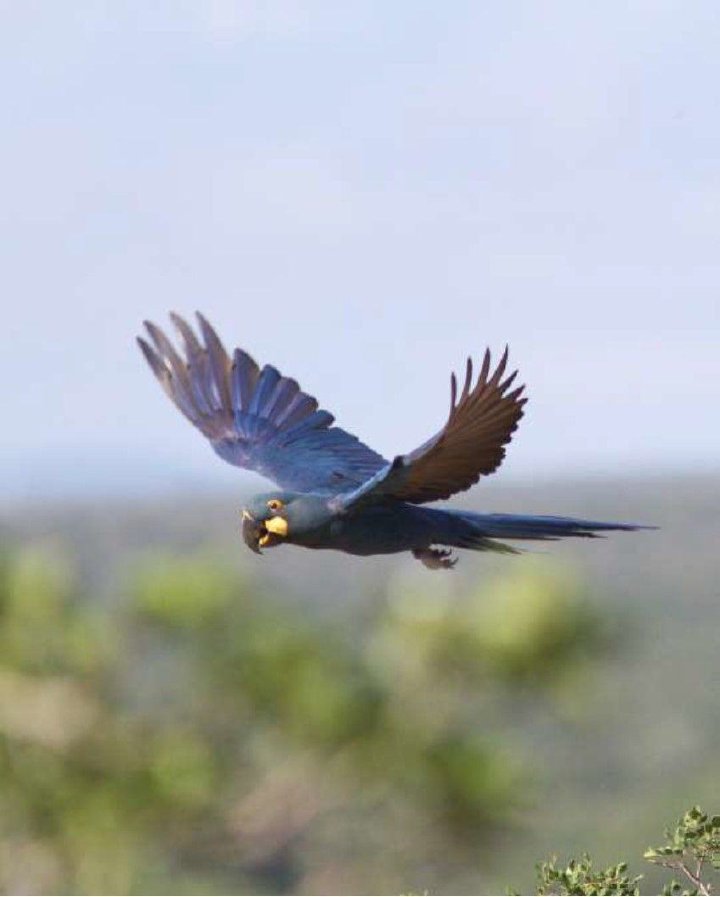 Lear's macaw