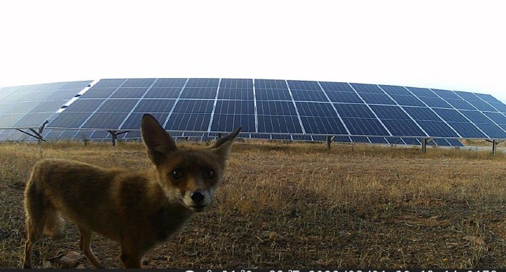 A curious fox on a camera trap