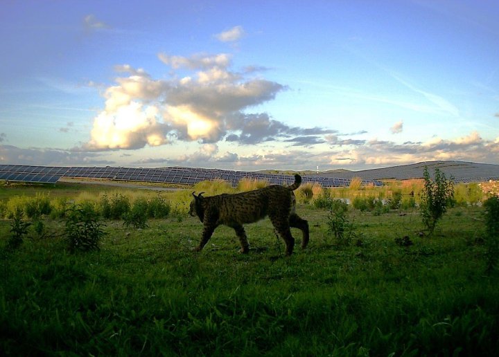 An Iberian lynx inside the solar plant