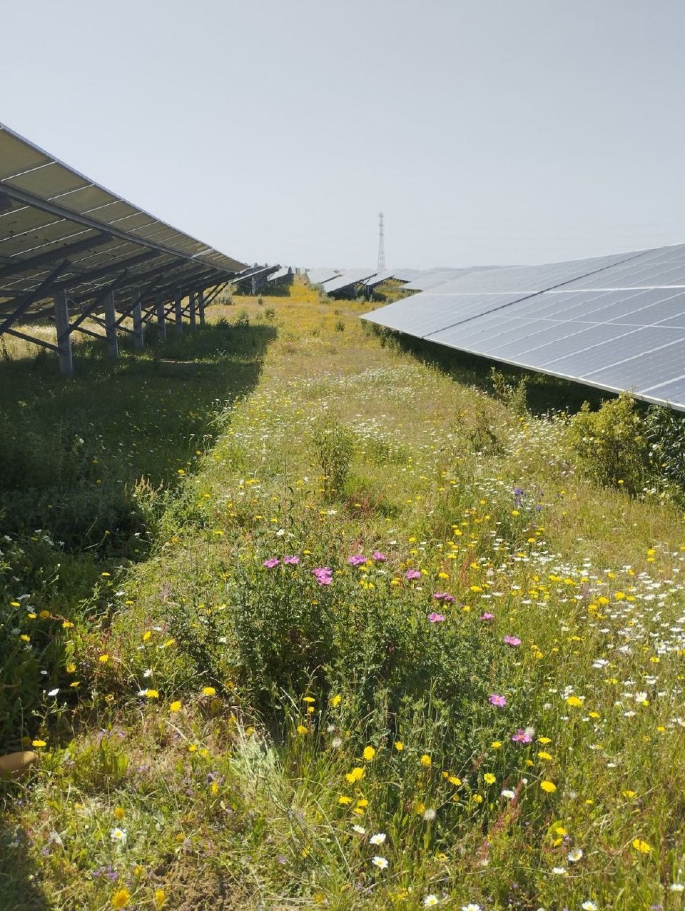 Wildflower meadow between rows of solar panels