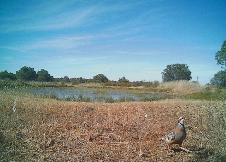 A partridge near a water pond inside the solar plant