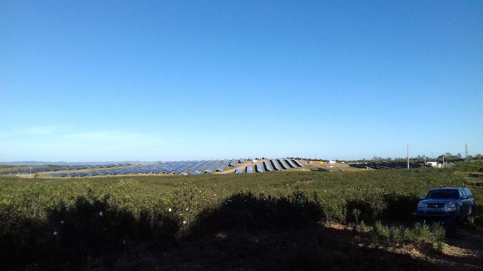 Rockrose shrubland before construction