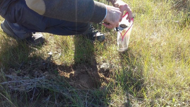 Collecting soil samples for eDNA analysis