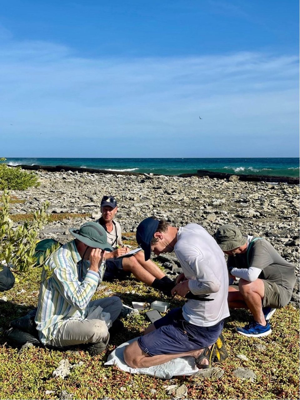 Bird ecologists fitting a GPS logger on the rocky coast of Aruba