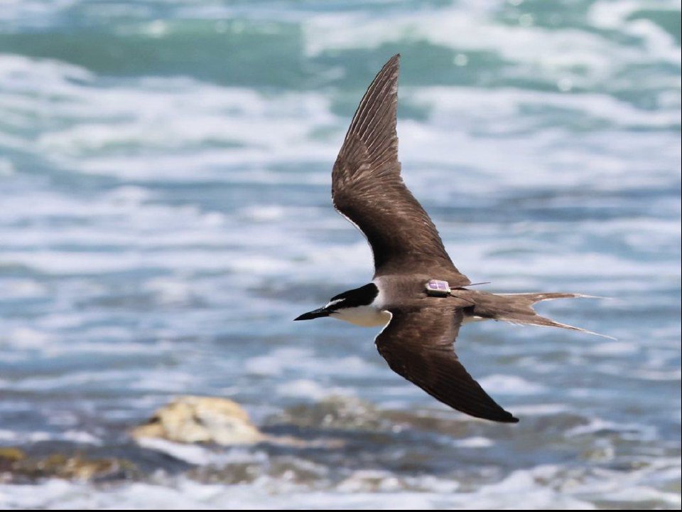 A bridled tern carrying a GPS logger in flight over surf