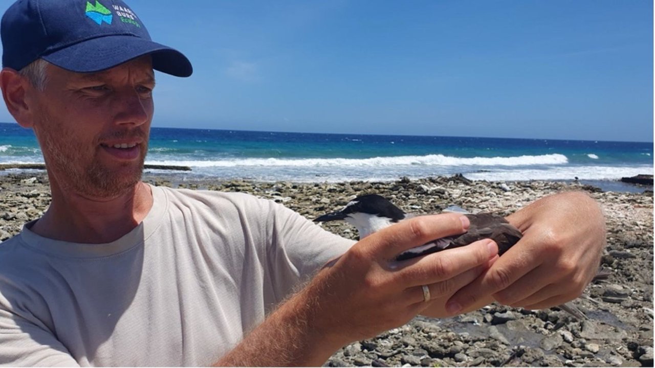 A bird ecologist holding a bridled tern fitted with a GPS logger