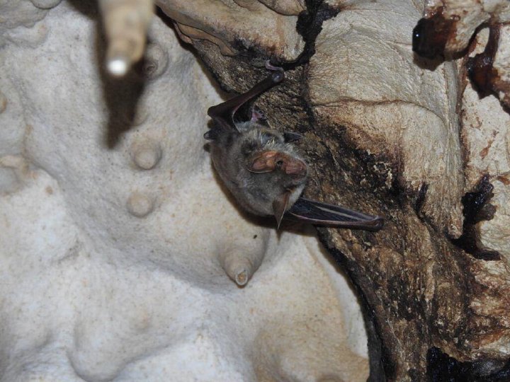 Bat roosting in a cave