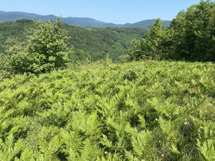 Ferns covering a hillside