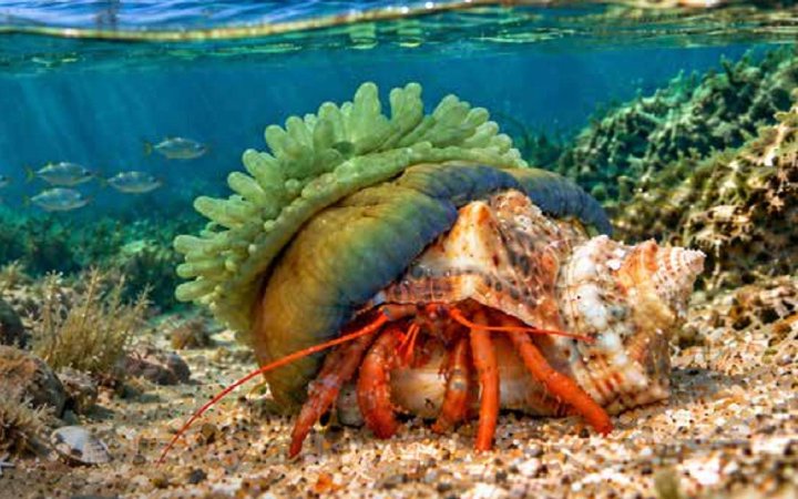 Hermit crab carrying a sea anemone on its shell, on a sandy seabed