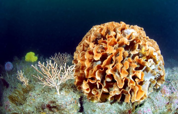 Sponge and sea fans on a rocky seabed