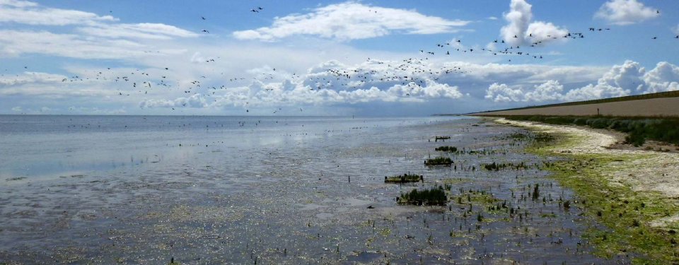 Birds over the Wadden Sea coast
